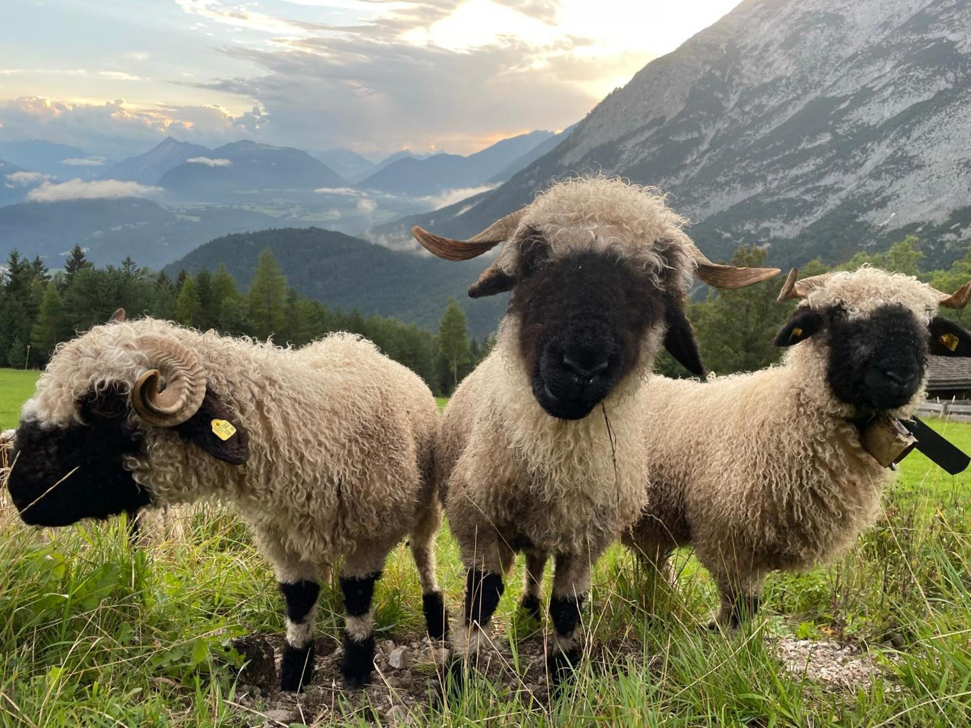 Antoni Apartements Seefeld in Tirol Exteriér fotografie